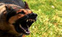 هاري يك بيماري عفوني حاد و كشندة ويروسي است